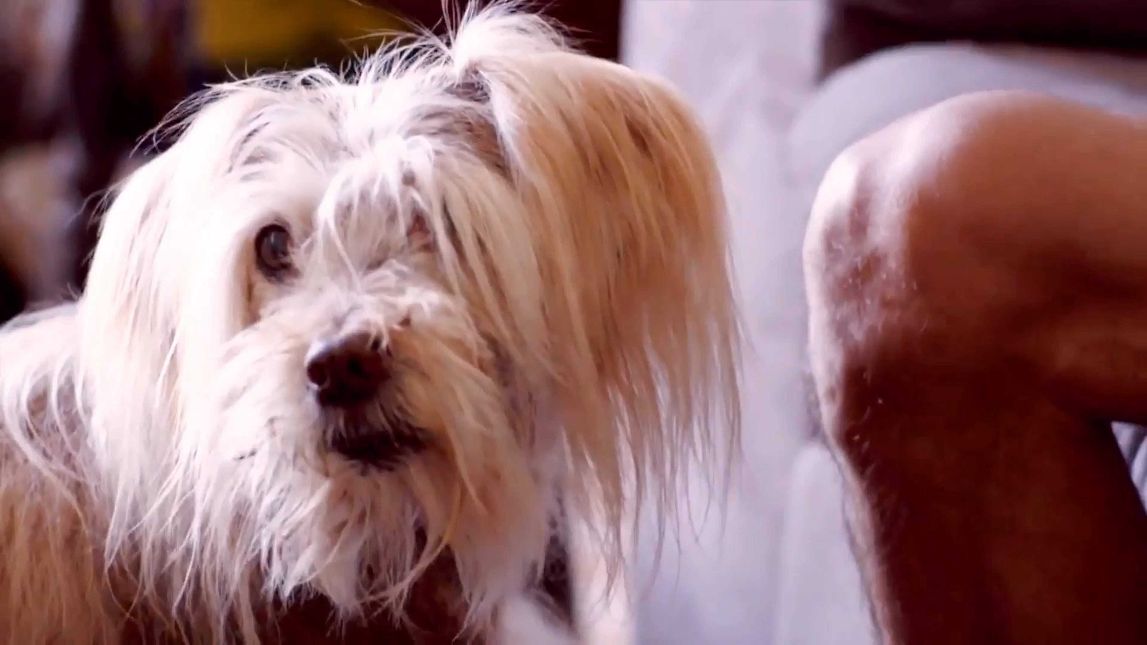 PAWS & Possibilities