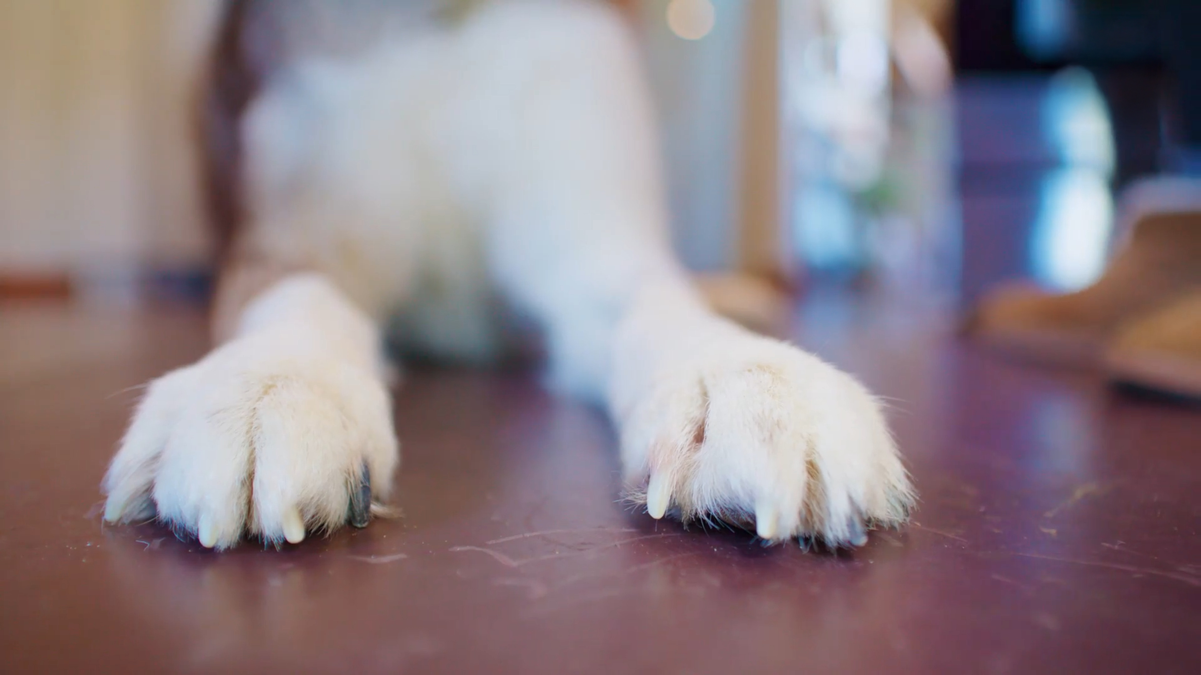 3 Things We Can Learn from Our Dogs