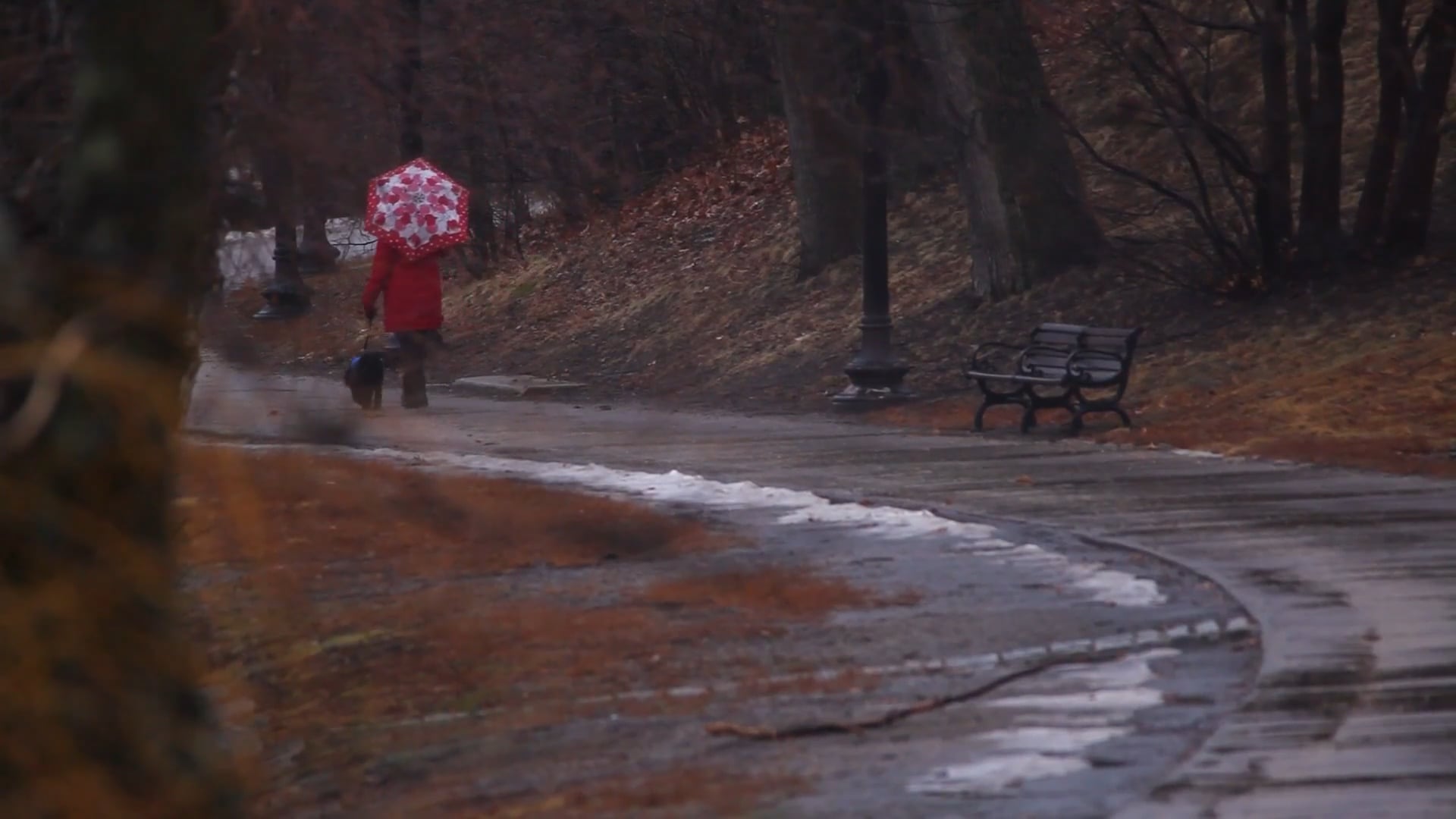 A Rainy Walk by the Lake