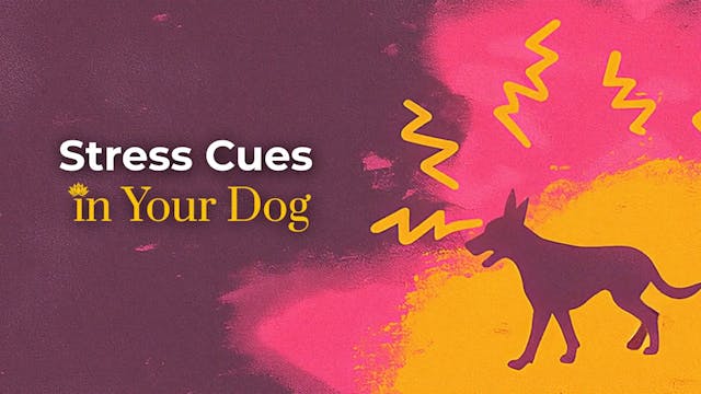 Learn Your Dog’s Stress Cues