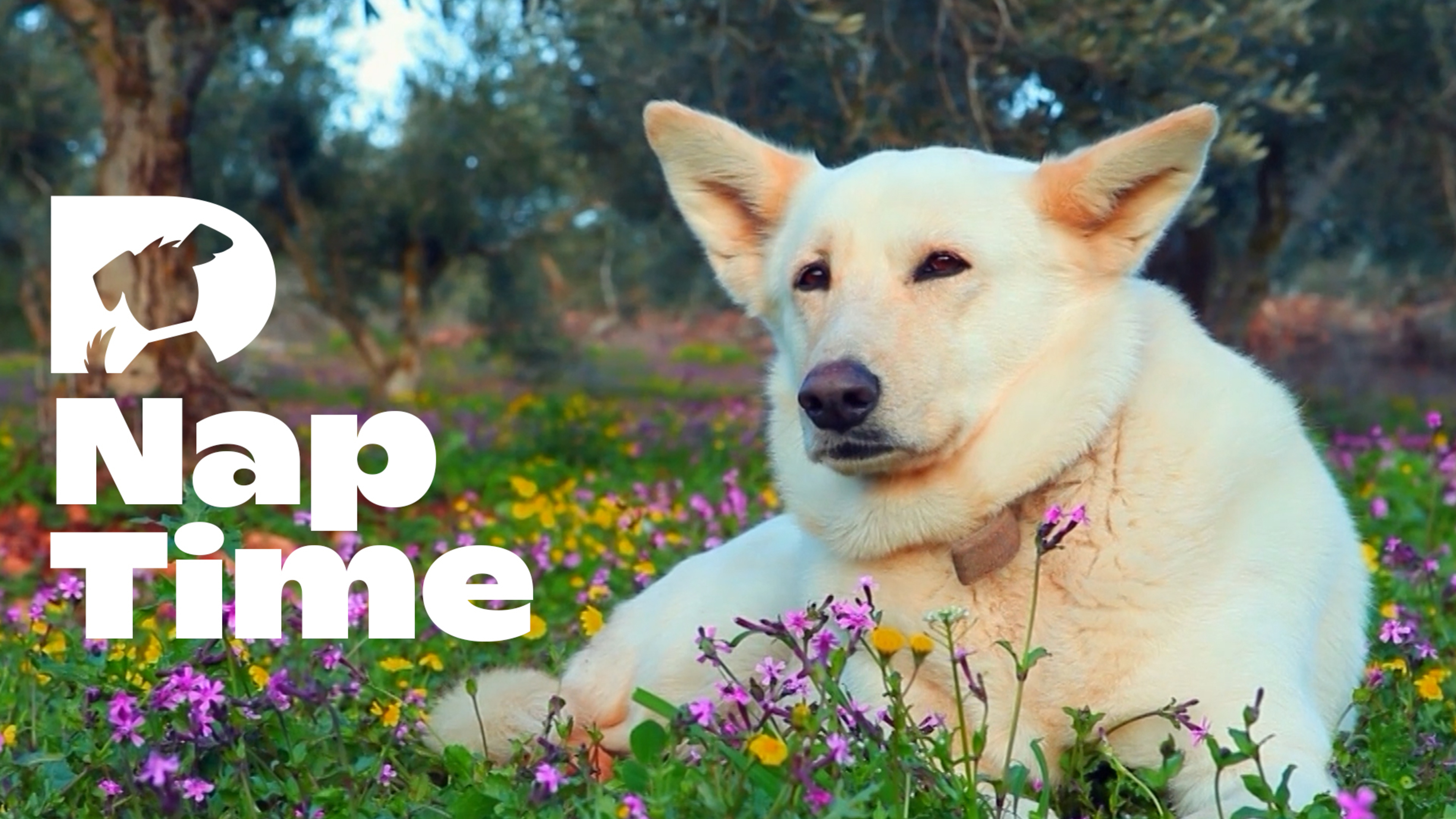 Relaxation: Nap Time