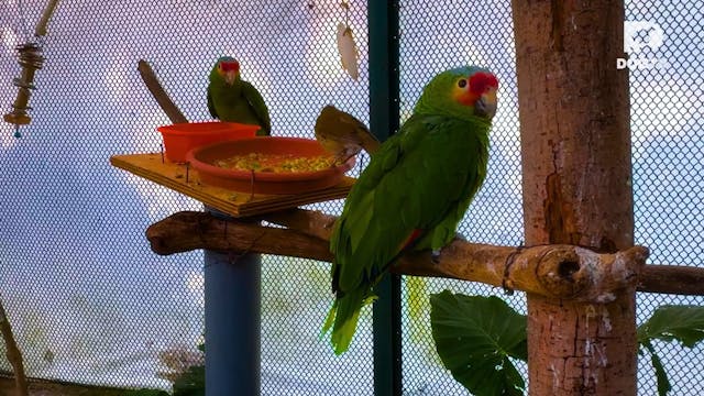 Birdies