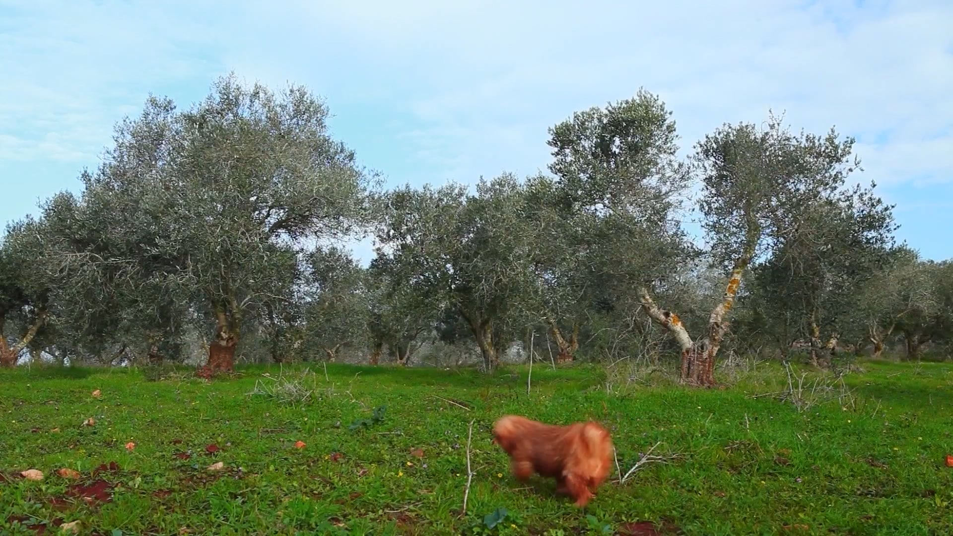 Among the Olive Trees