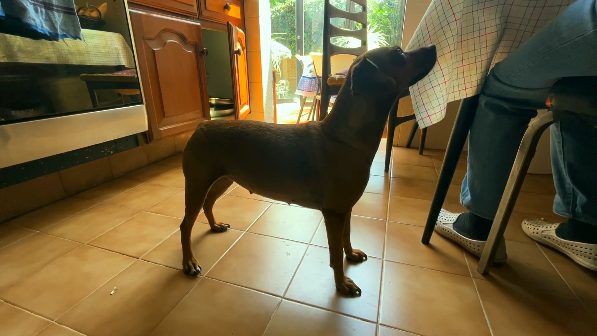 A Ball Around the Kitchen