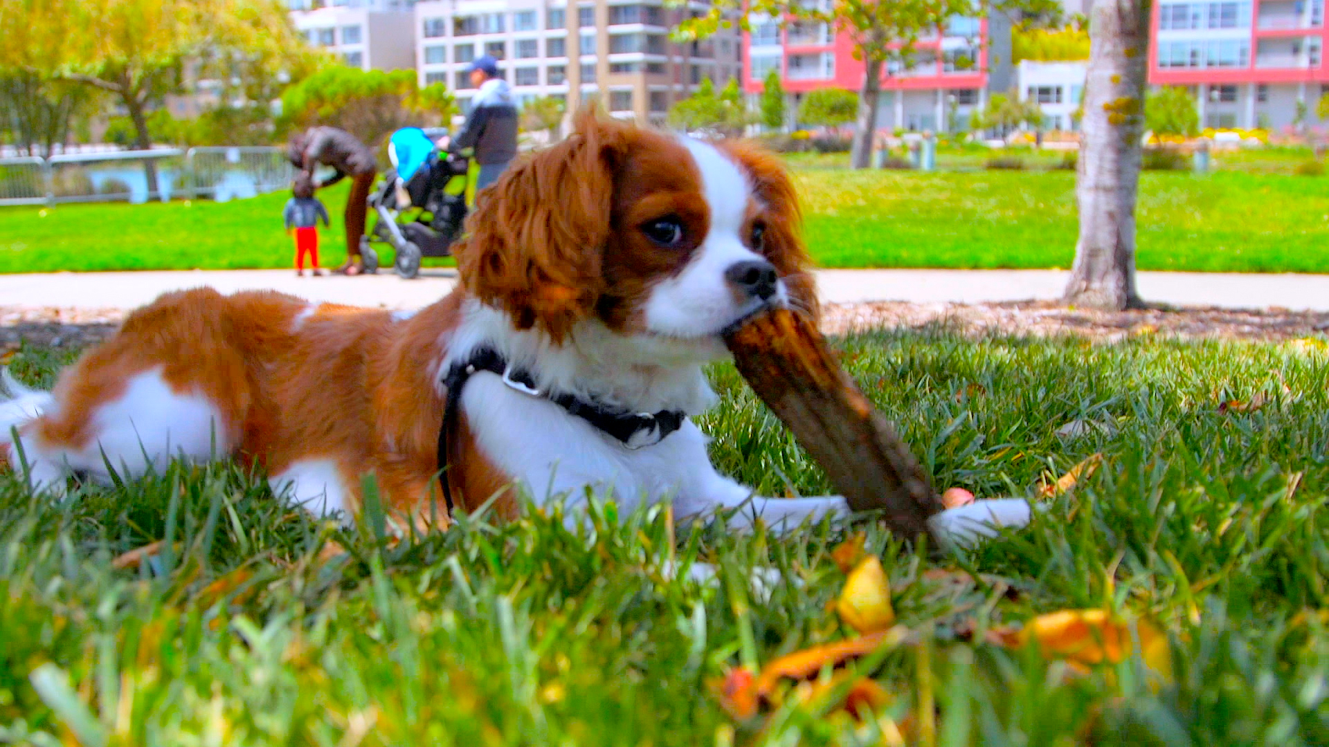 Sometimes You Gotta Chew