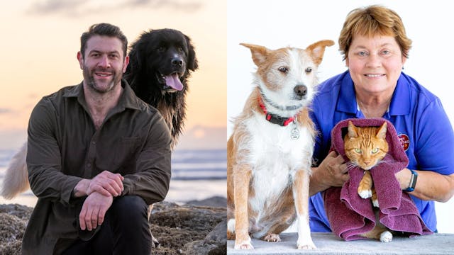 AI Savings, Sanctuary Heroes & Pet Fi...