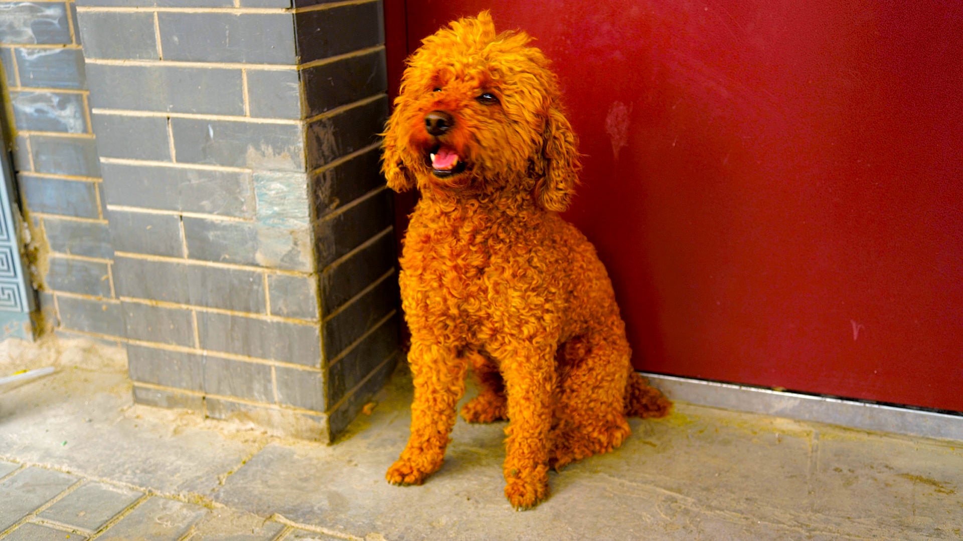 I Watch Them. You Pet Me.