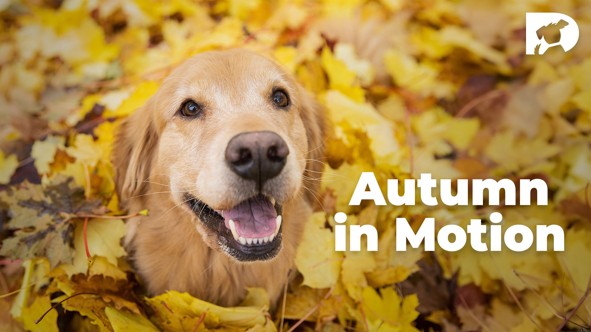 From the Vault: Autumn in Motion