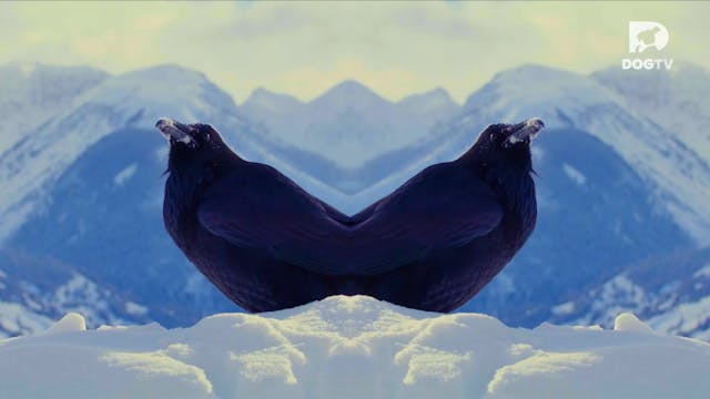 Whirl, Waves & Wings 