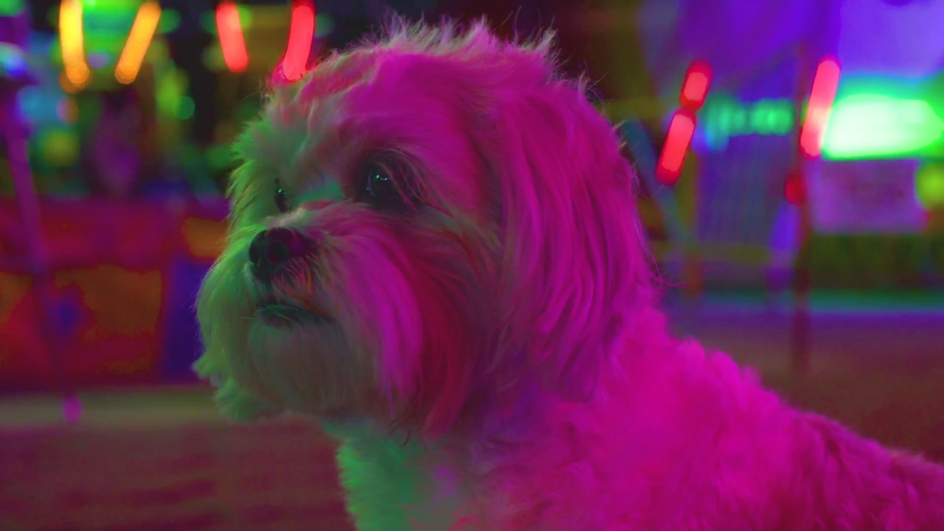 Little Paws and Neon Lights