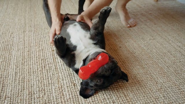 Enrichment Tips at Home