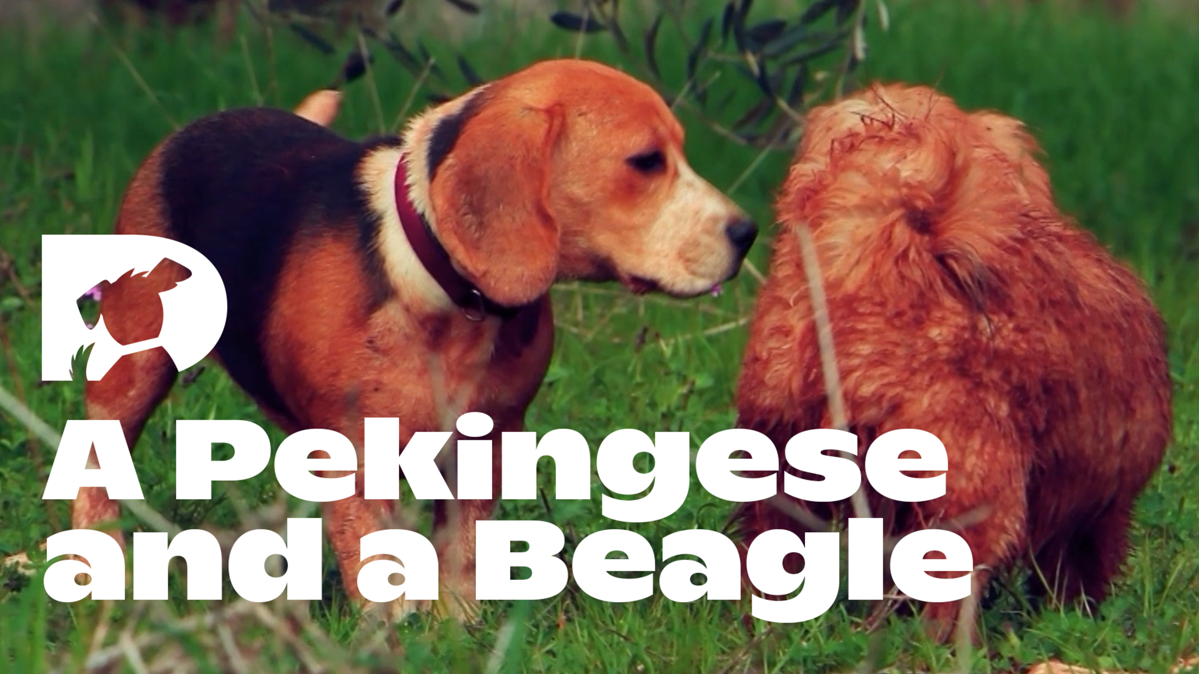 Stimulation: A Pekingese and a Beagle