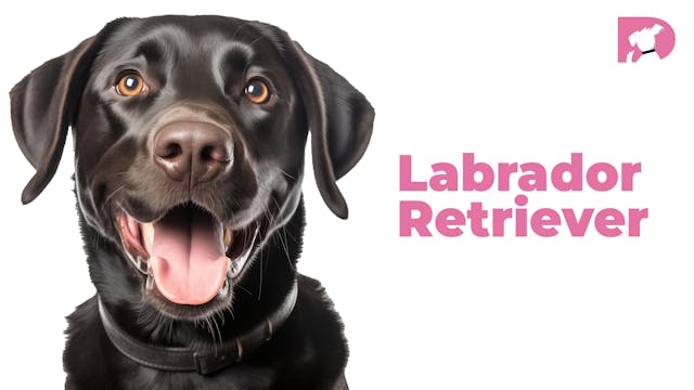 Labrador Retriever