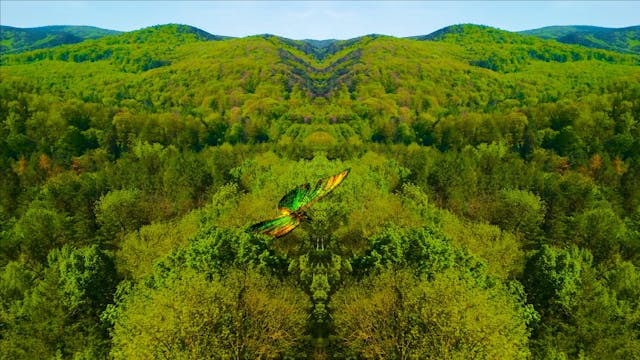 Butterfly Forest