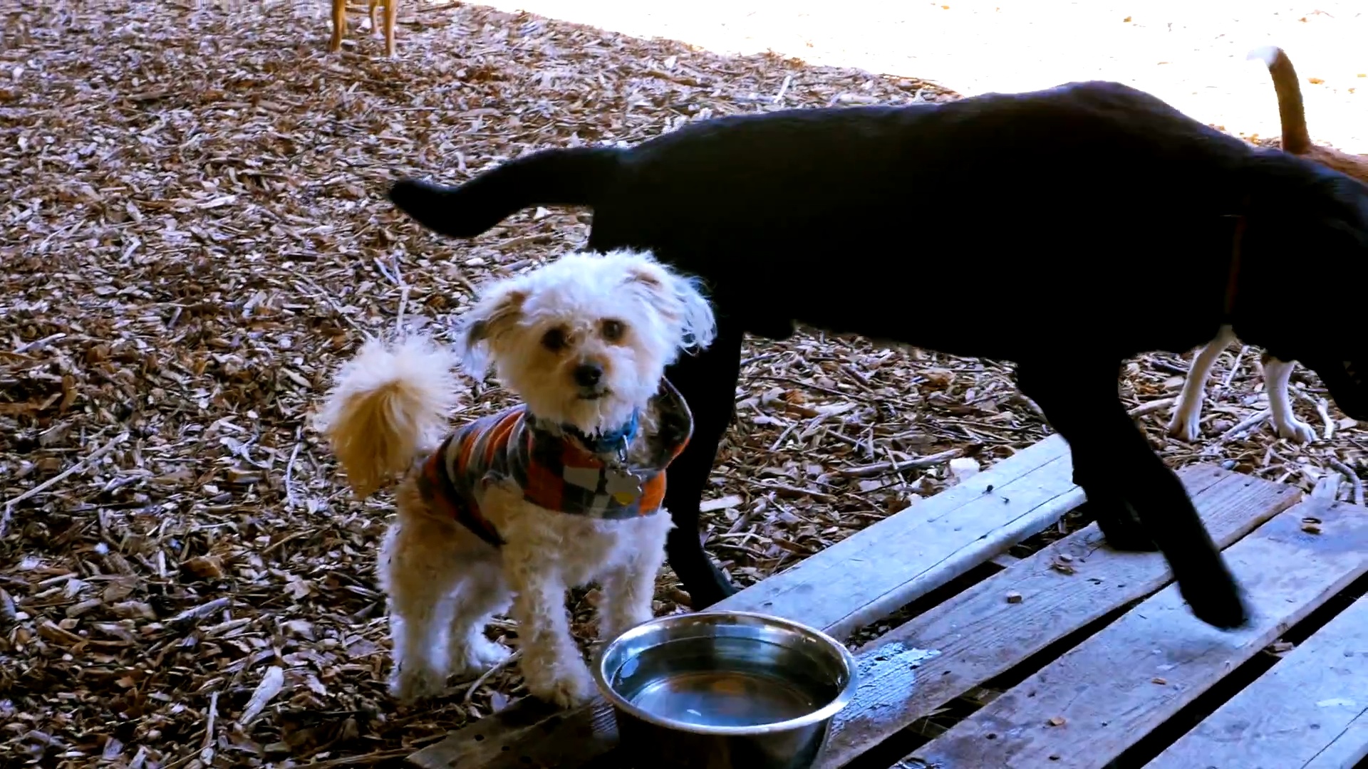 Discoveries in the Dog Yard