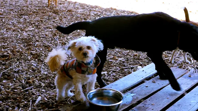 Discoveries in the Dog Yard