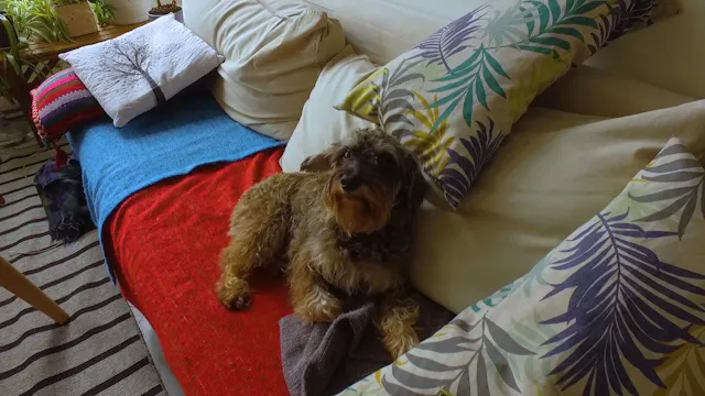A Curious Corner at Home