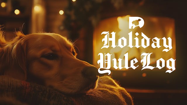 DOGTV's Holiday Yule Log