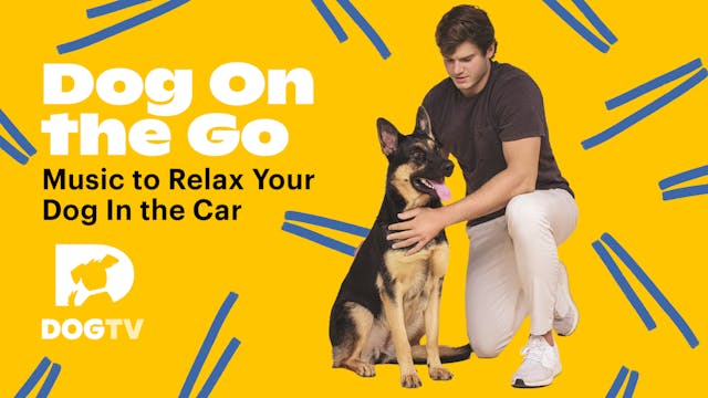 Dog On The Go