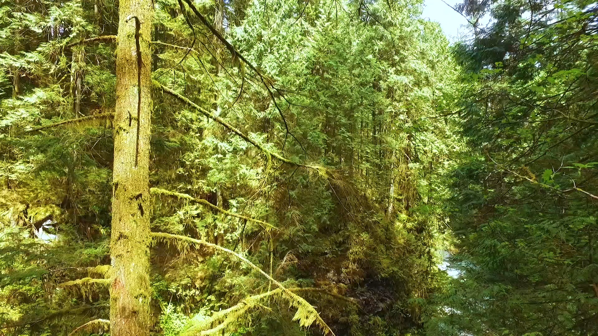 Boardwalk Through the Woods