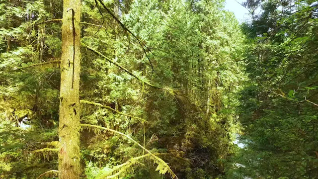 Boardwalk Through the Woods