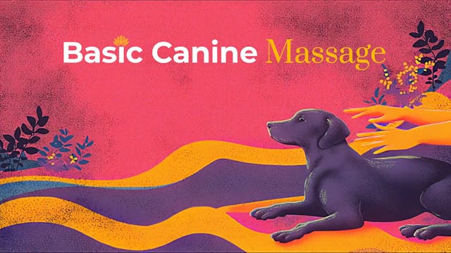 Basic Canine Massage