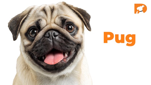 Pug