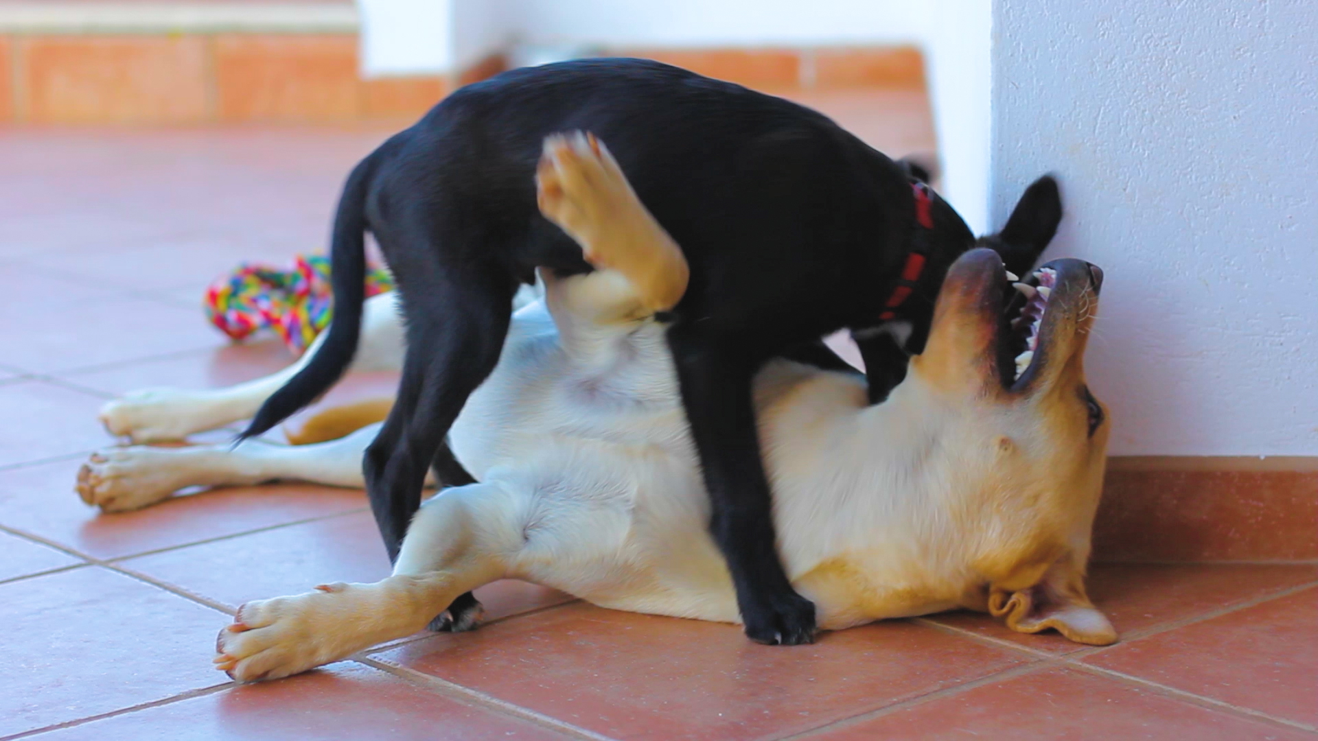 Puppies Have All the Fun