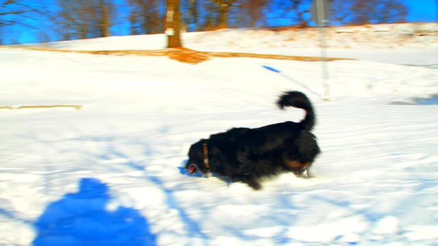 Winter Wander