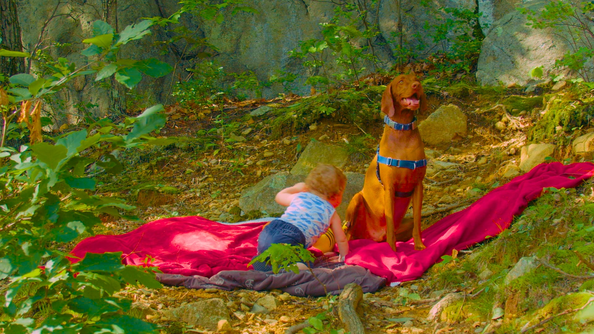 Baby and a Dog in the Woods