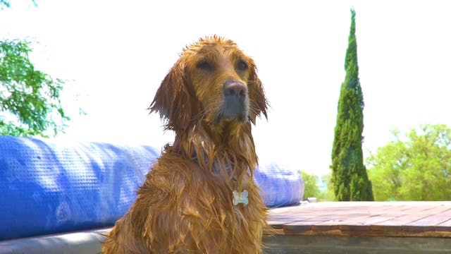 Pool Splash