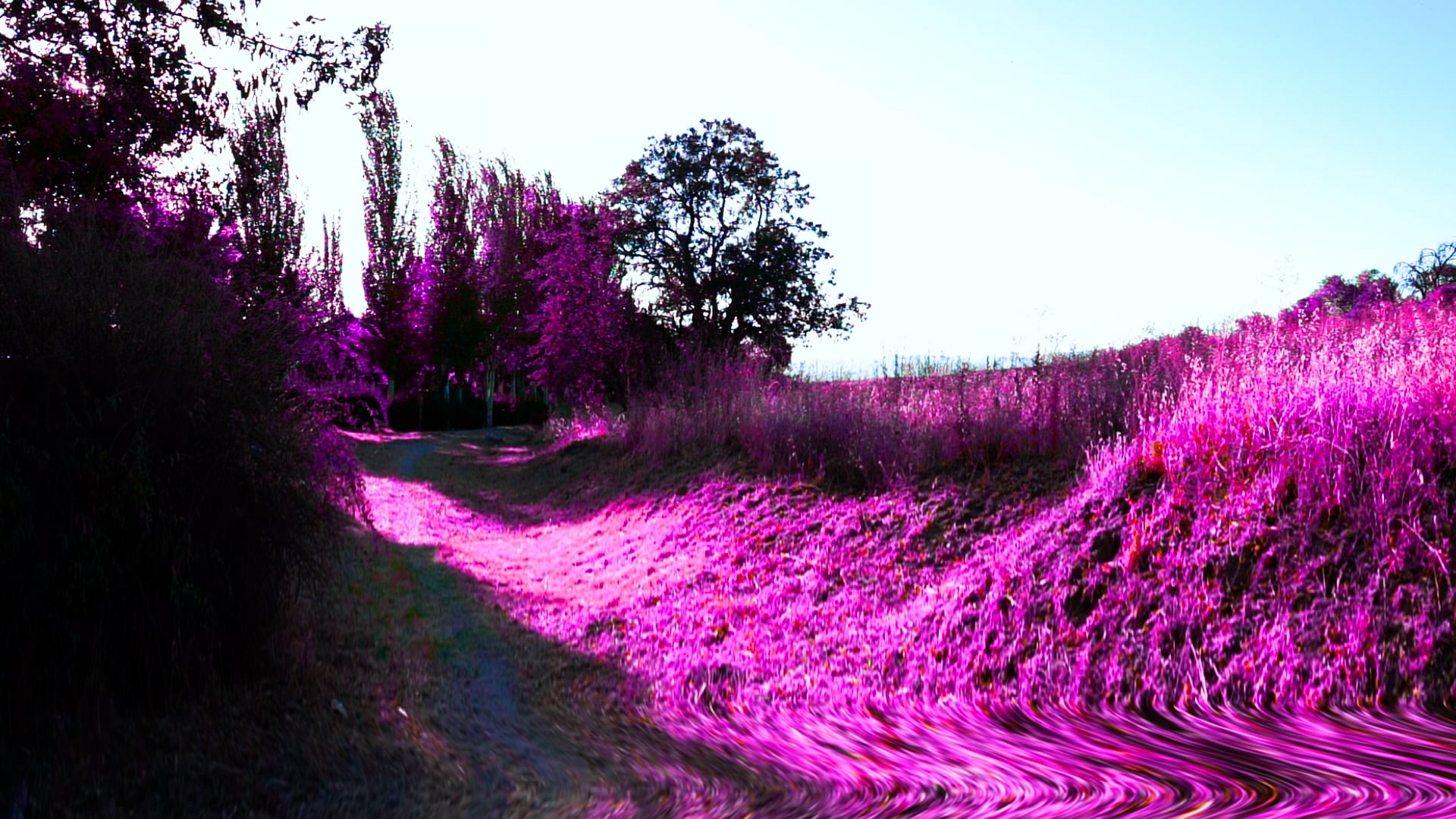 Purple Field
