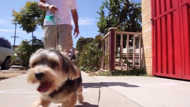 Walk the Block
