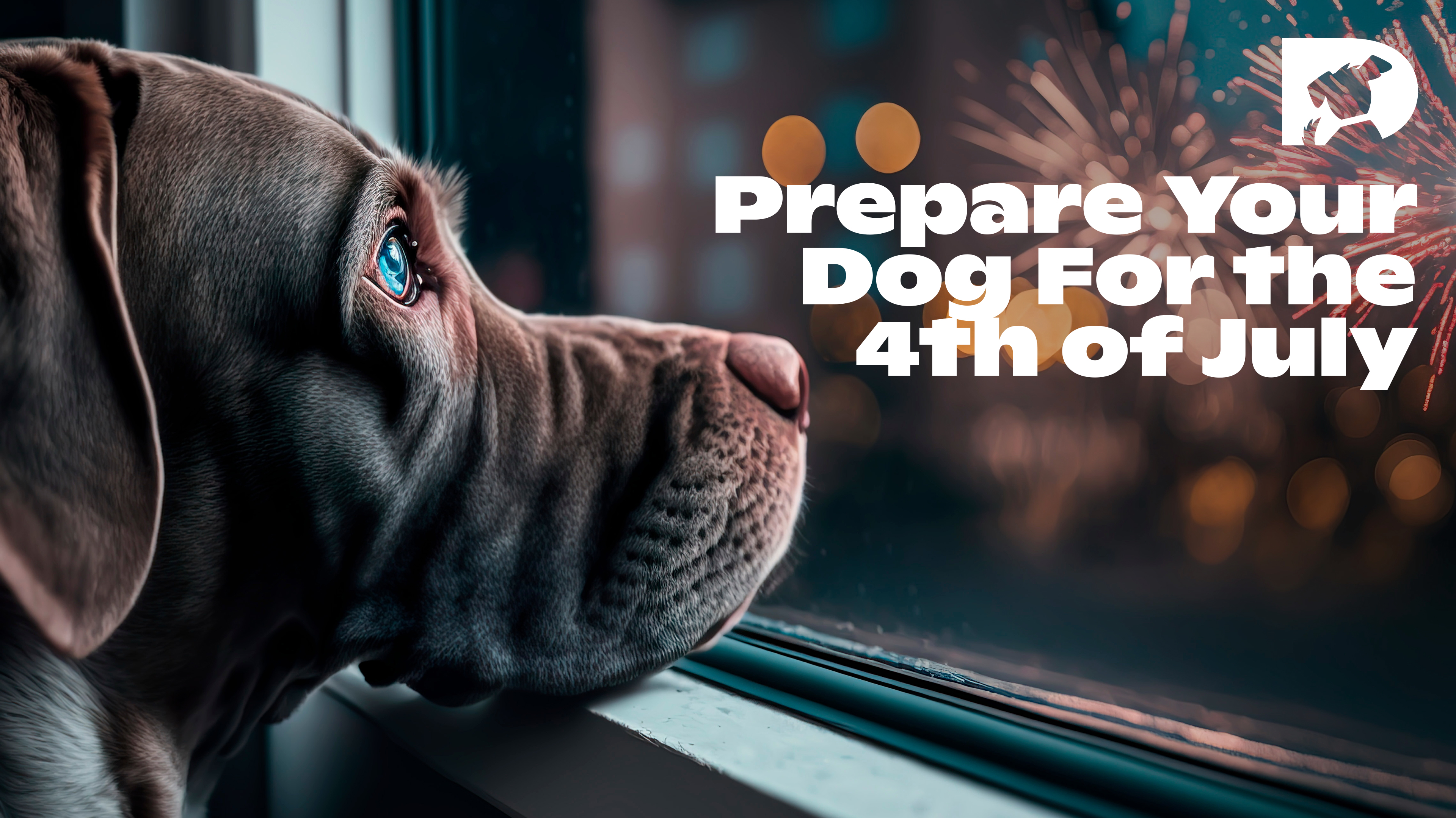 Prepare Your Dog for the 4th of July