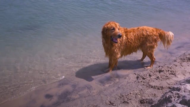 Beach Day