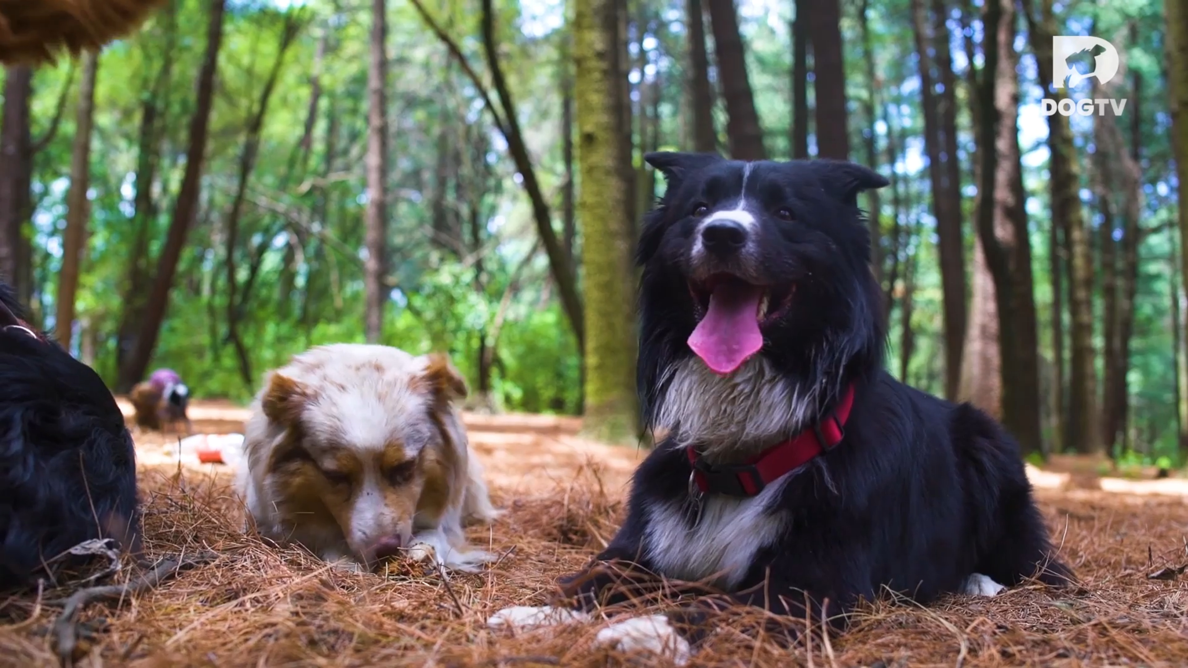 Serene Moments in Nature