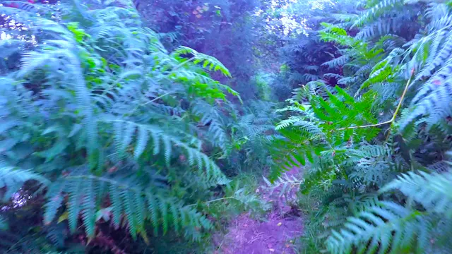 A Trail Through the Ferns