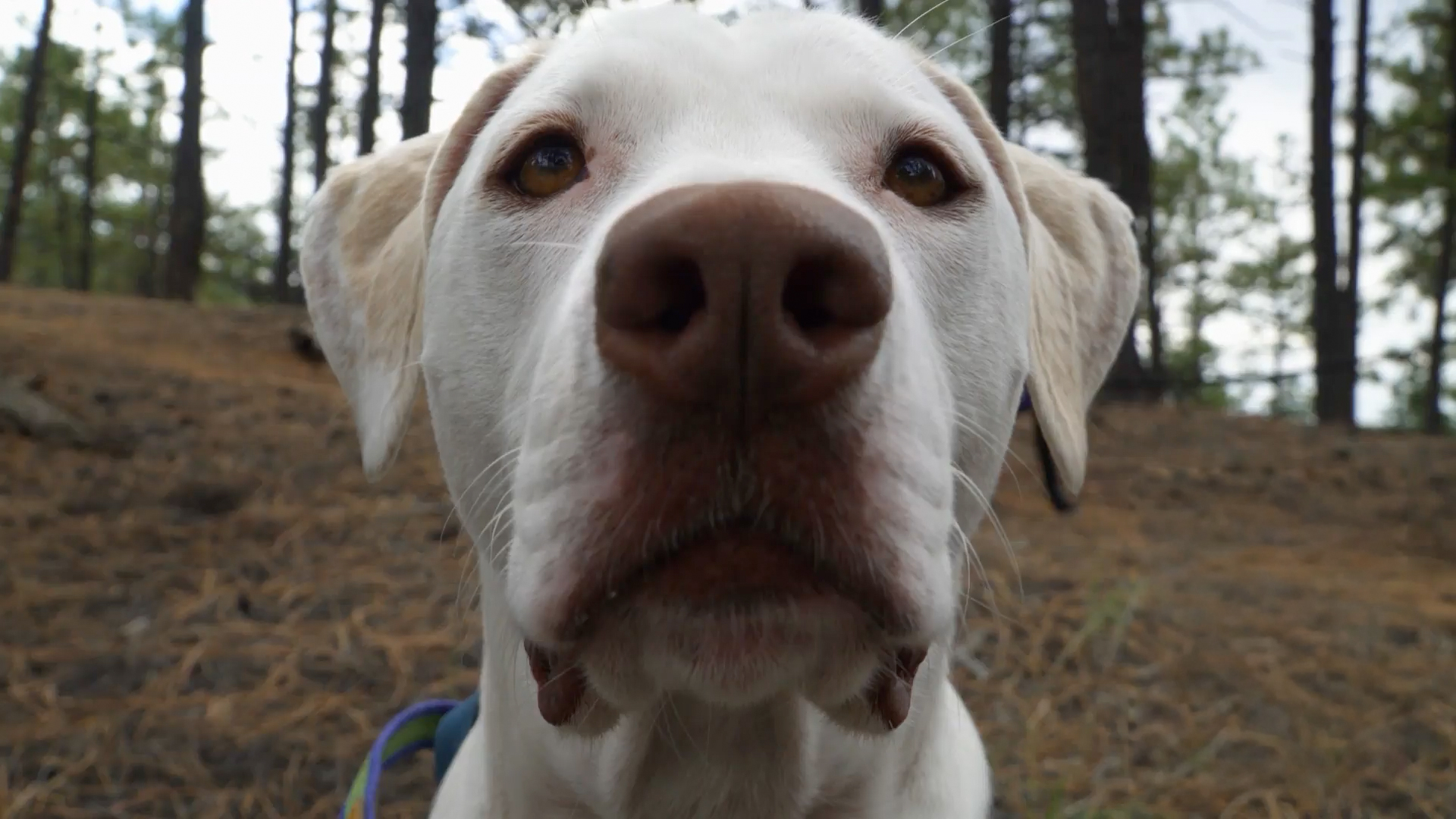 What’s in the Dog Bag?