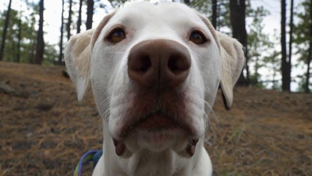 What’s in the Dog Bag?