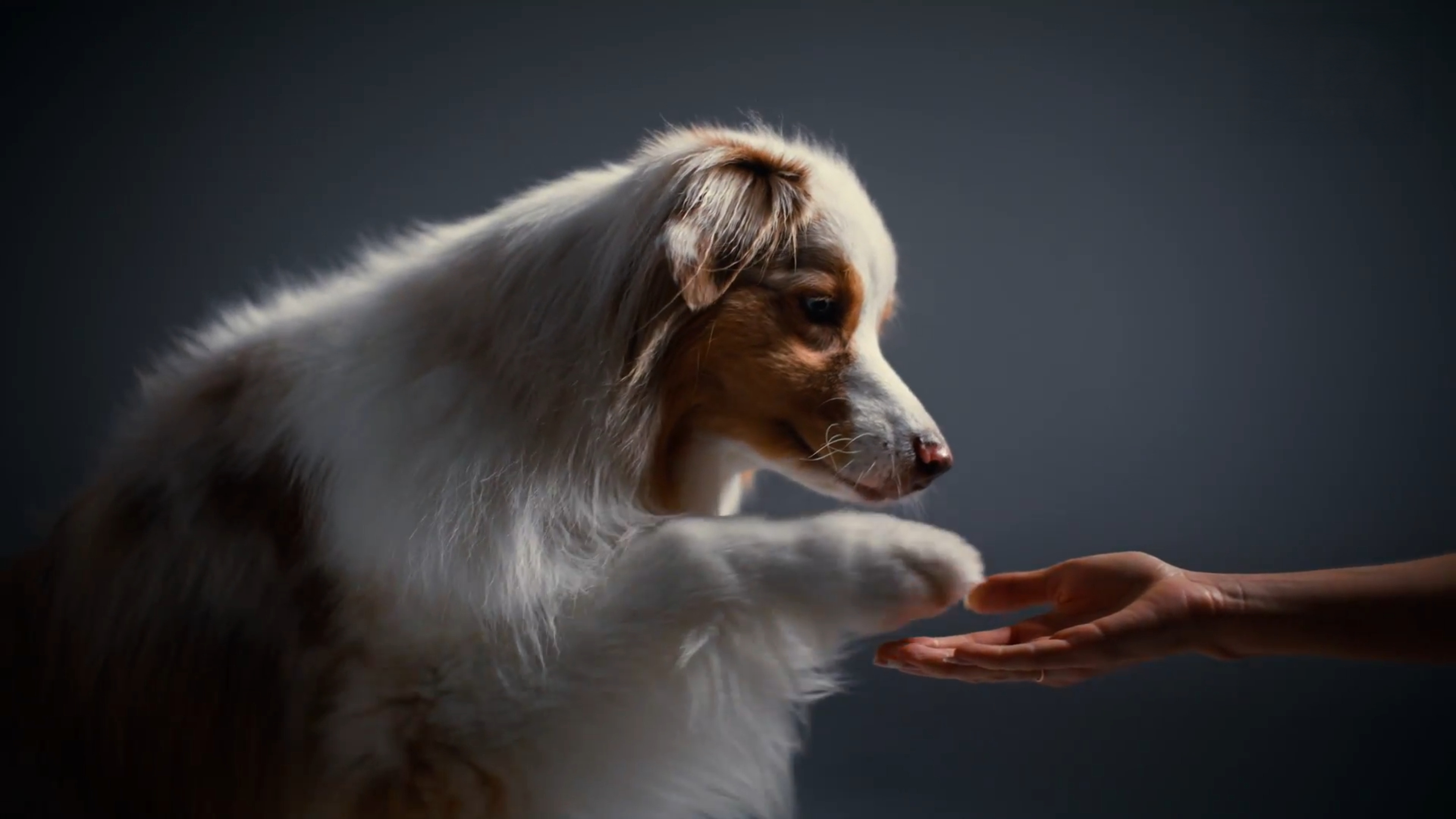 3 Ways to Speak Dog (or Communicate with Your Dog)