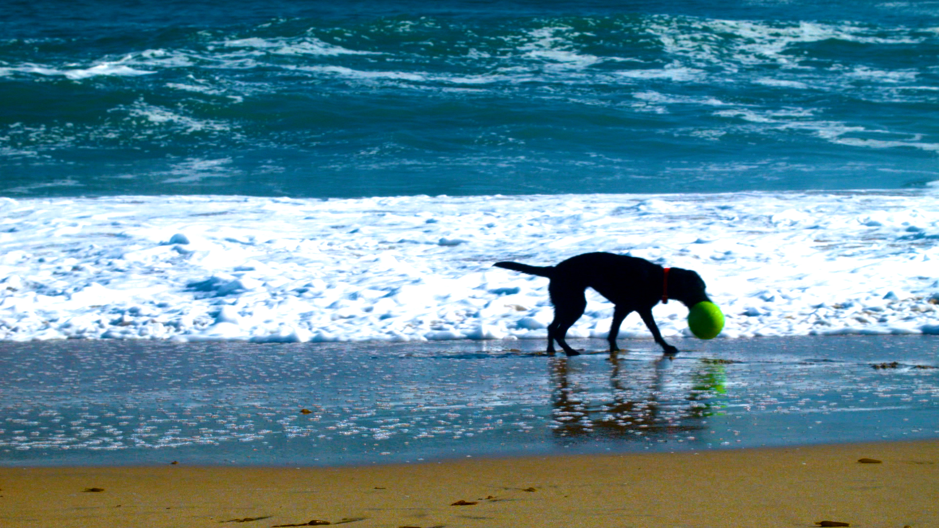 Black Lab Green Ball