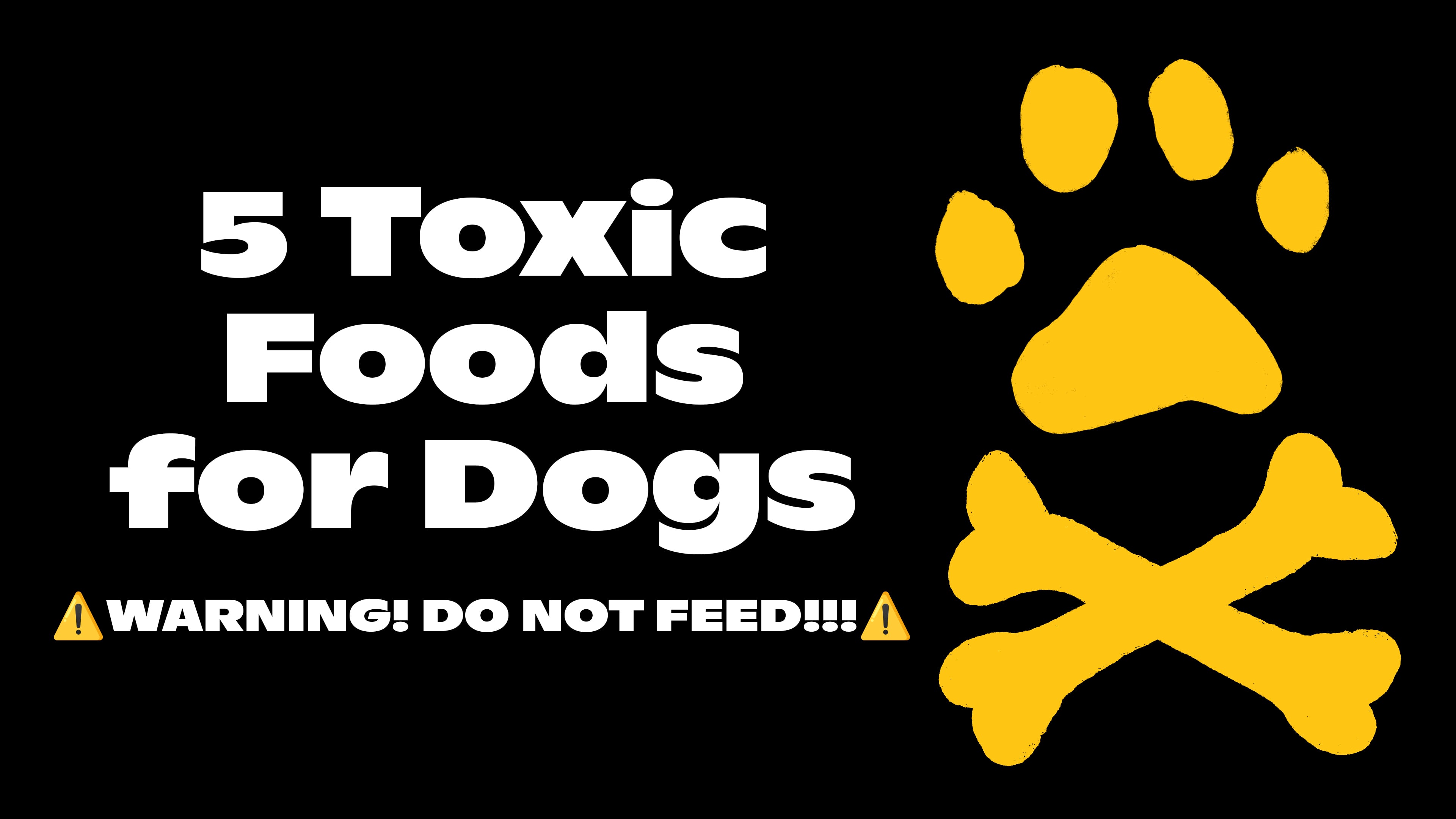 5 Toxic Foods for Dogs
