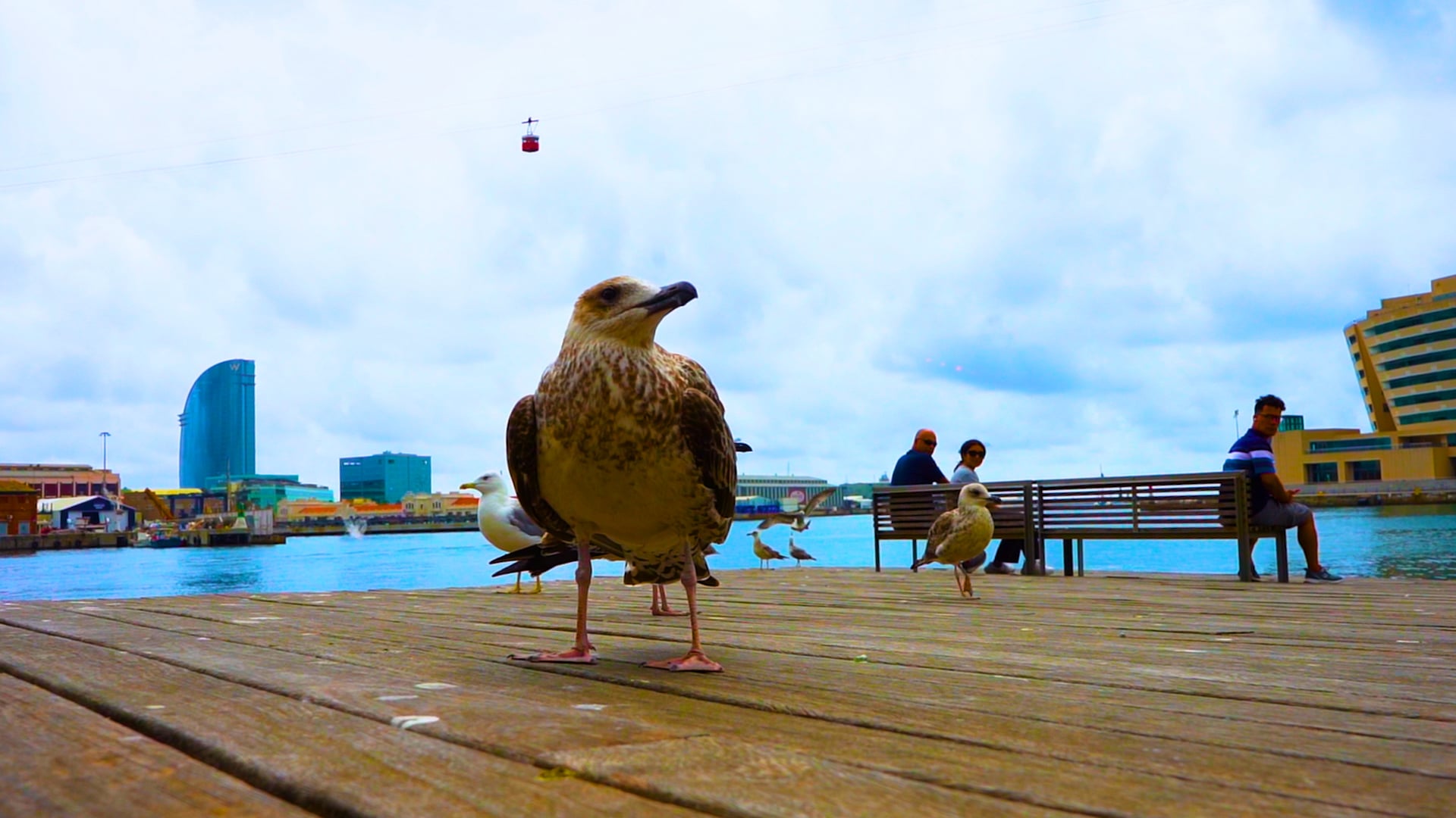 Seagulls at the Port