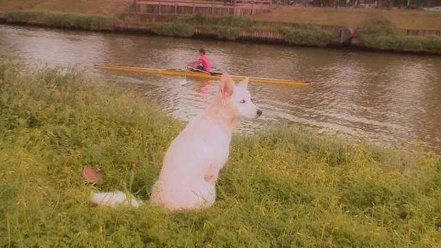 A Kayak Floats By