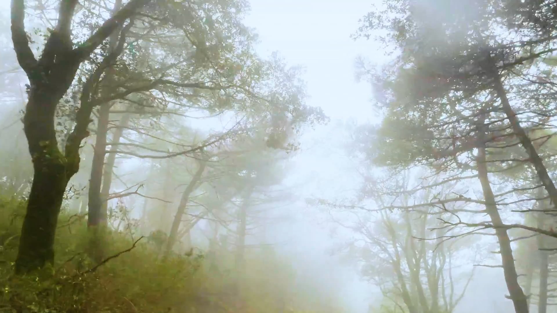 Misty Forest in Morning Fog