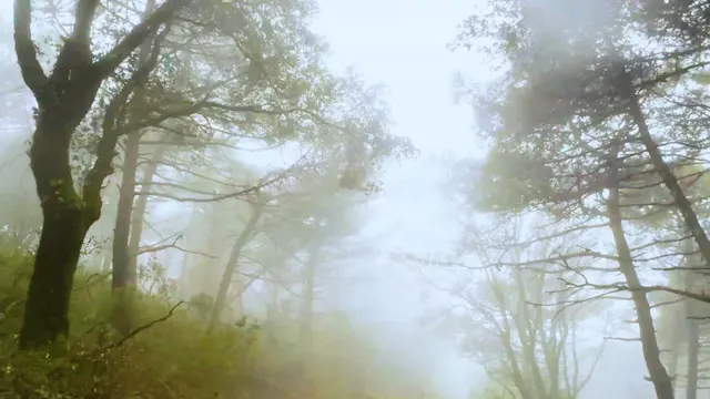 Misty Forest in Morning Fog
