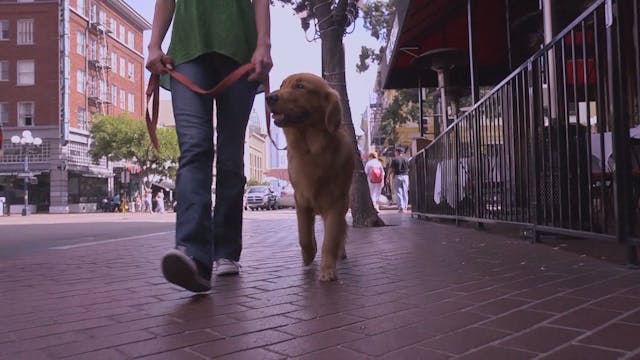 Street Walk