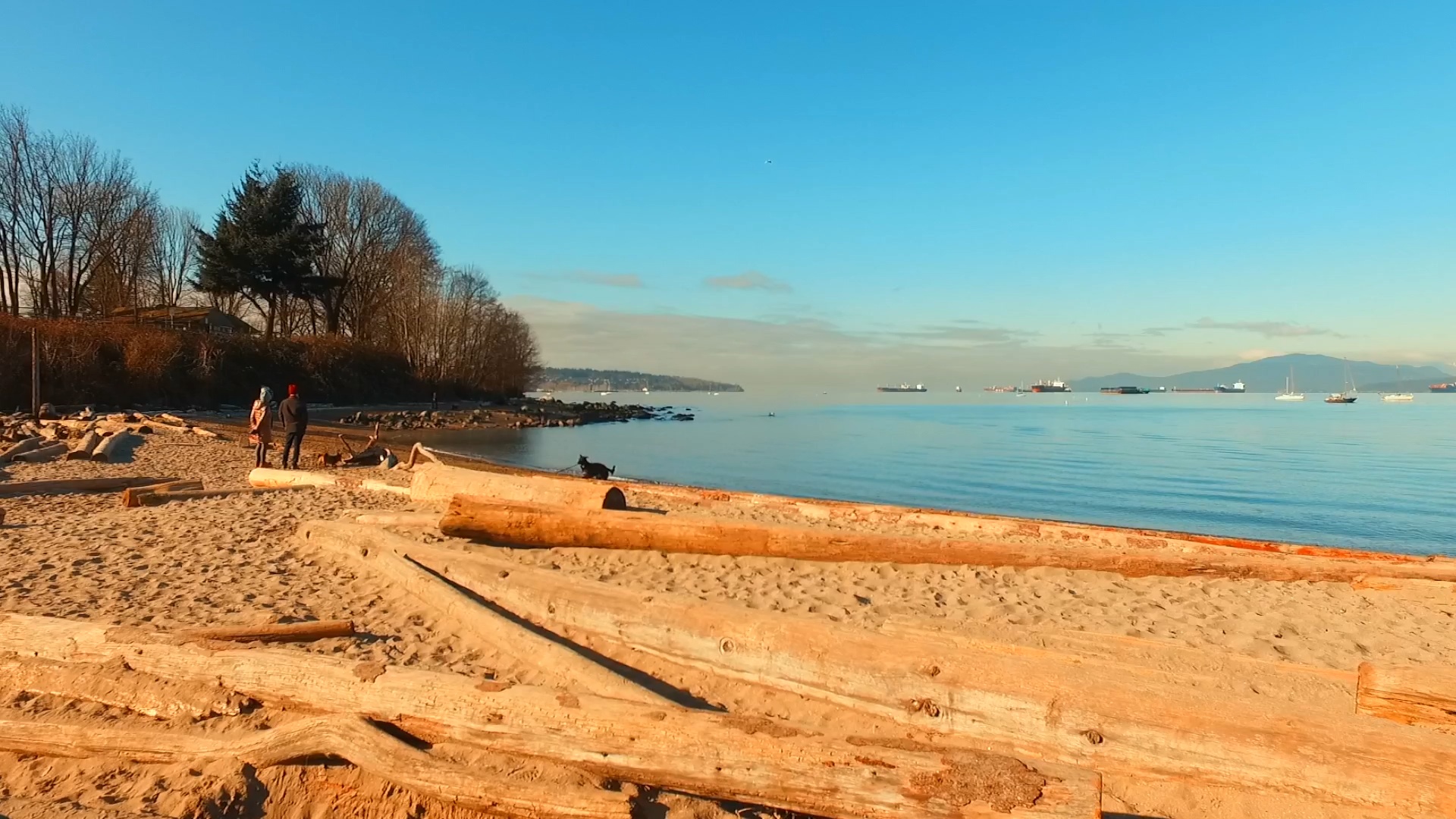 Dogs on the Beach in Autumn