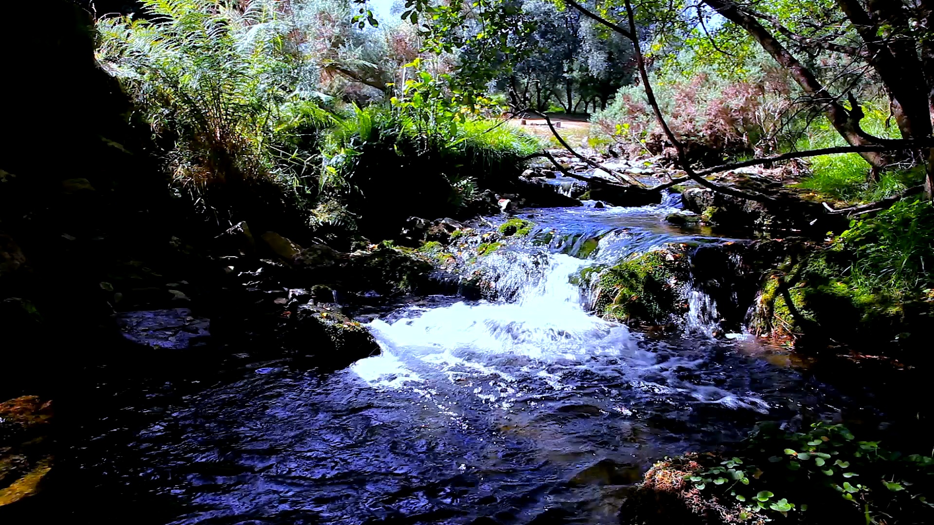 A Stream Through the Woods