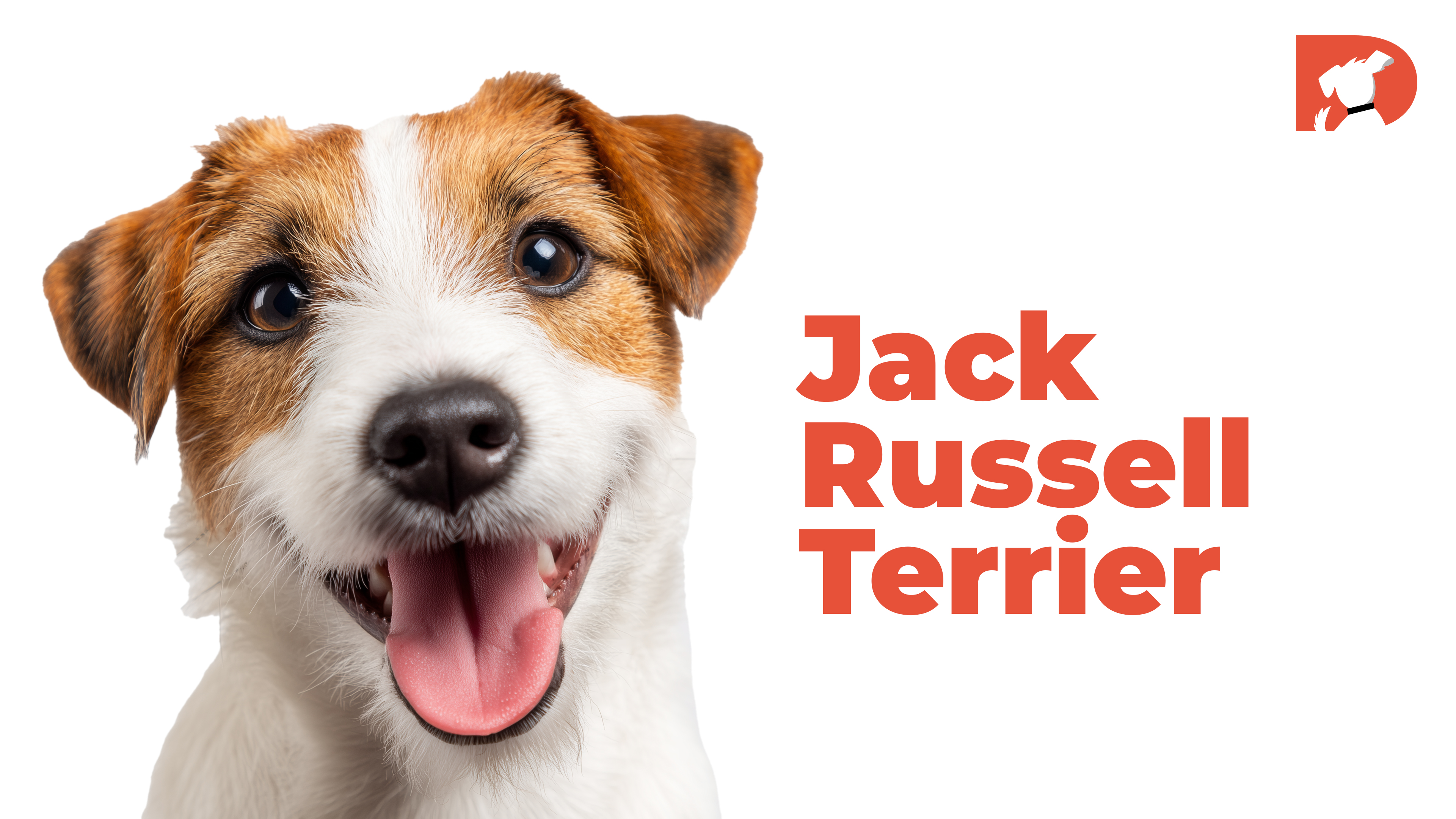 Jack Russell Terrier